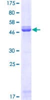 Human KLF7 Protein (Recombinant GST)