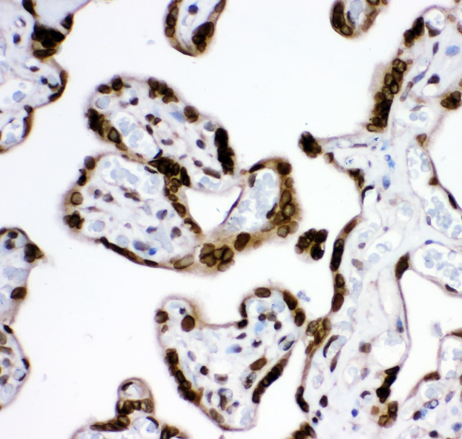 MAD1L1 / MAD1 Antibody (aa362-632)