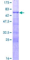 Human FOXA3 Protein (Recombinant GST)