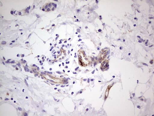 Peripherin Antibody (clone OTI3F4)