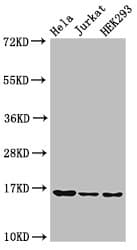 Polyclonal Rabbit anti-Human HIST1H3A Antibody (IHC, IF, WB)