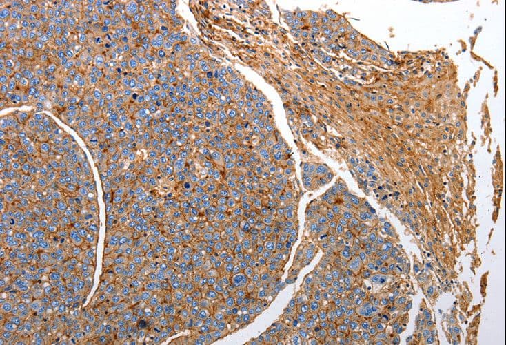 IHC-plus™ CD151 Antibody