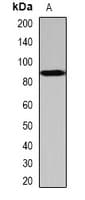SCYL1 / NTKL Antibody
