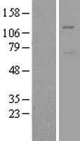 MIB1 Protein (Over-Expression Lysate Myc-DDK (Flag))