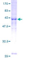 Human MRPS2 Protein (Recombinant GST)