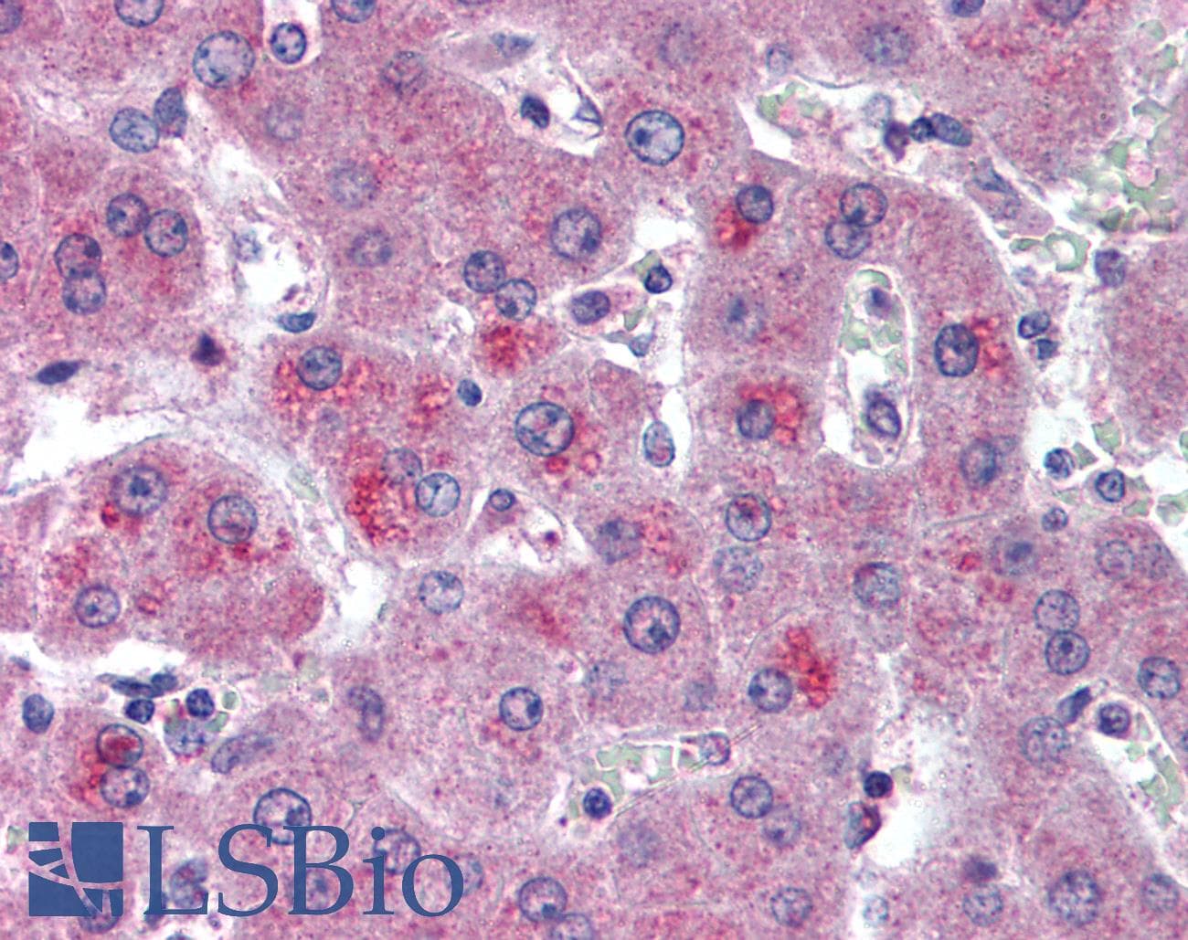 IHC-plus™ HTRA3 Antibody (aa250-300)