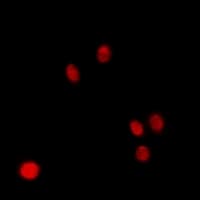 NSFL1C Antibody