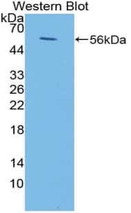 FCAR / CD89 Antibody (aa22-227, APC, Cy7)
