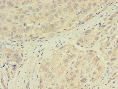 GPX7 Antibody