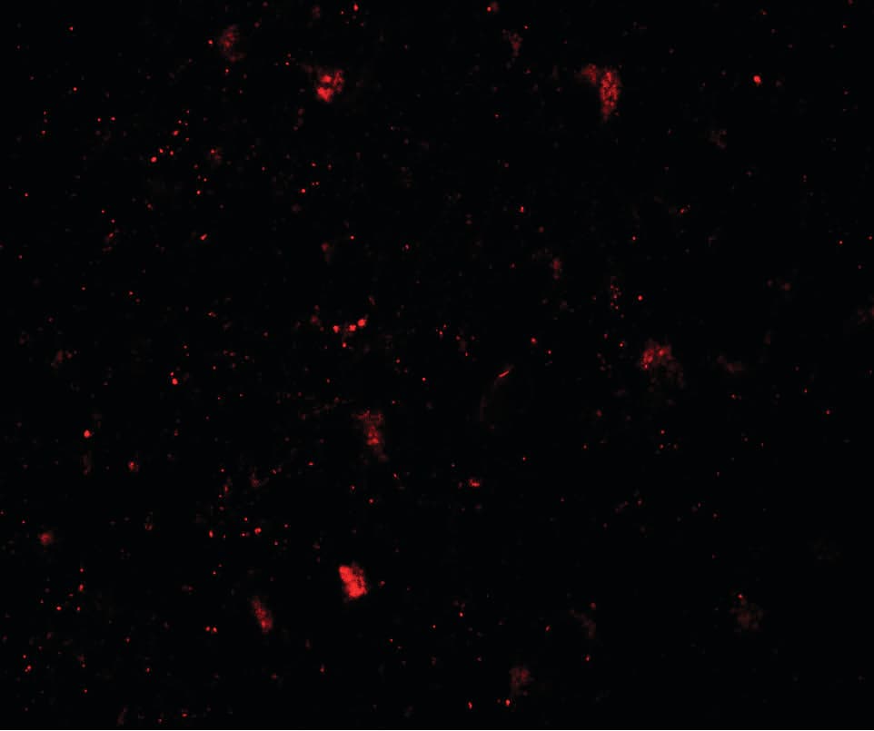 IHC-plus™ LMX1B Antibody