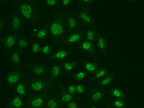 POLR2E Antibody