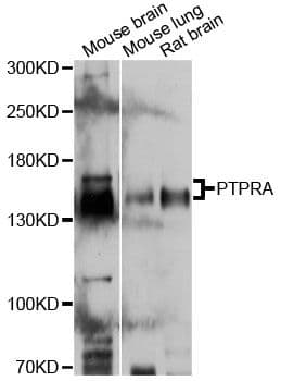PTPRA / RPTP-Alpha Antibody