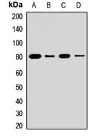 LOXL1 Antibody