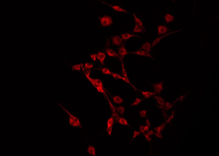 MLZE Antibody