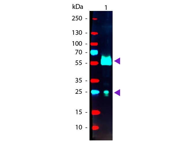 Donkey Anti-Goat IgG Secondary Antibody (RPE)