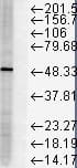 FKBP5 / FKBP51 Antibody (clone Hi51B, AP)