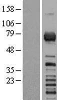 RGS3 Protein (Over-Expression Lysate Myc-DDK (Flag))