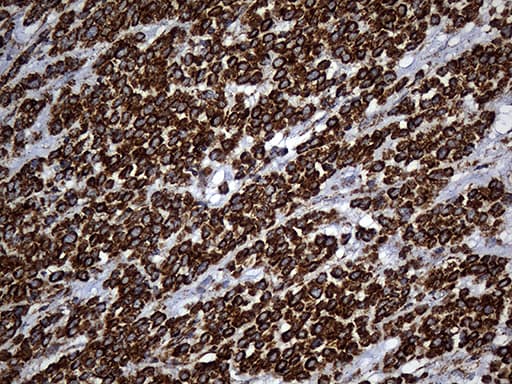 UQCRFS1 Antibody (aa79-274, clone OTI4H8, Carrier-free)