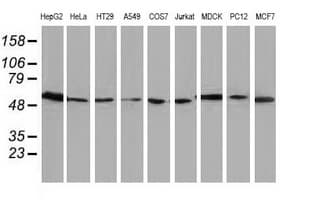 ERGIC-53 / LMAN1 Antibody (clone 1B8, Carrier-free)