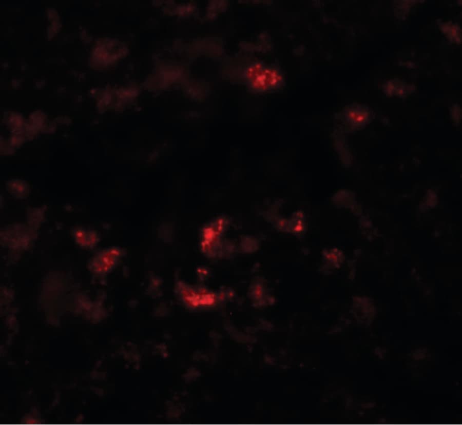 PIWIL1 / PIWI Antibody
