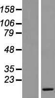 SMIM8 / C6orf162 Protein (Over-Expression Lysate Myc-DDK (Flag))