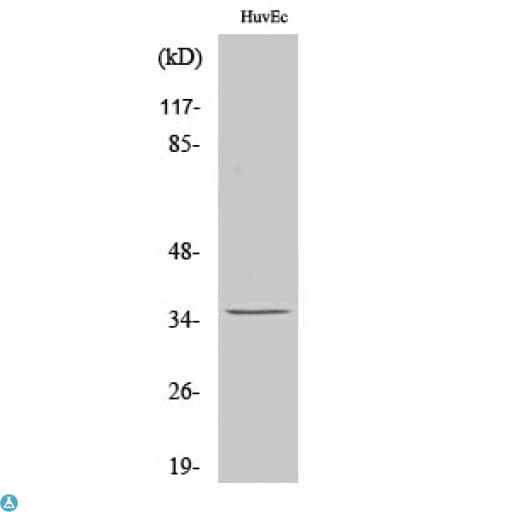 NANOG Antibody