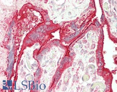 SIGLEC7 / CD328 Antibody (aa38-121)