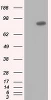USP5 Antibody (clone OTI2F5)