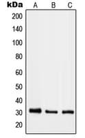 RAB40B Antibody (C-Terminus)