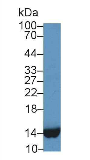 FABP1 / L-FABP Antibody (Biotin)