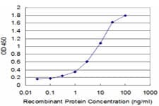 BRN2 / POU3F2 Antibody (clone 1H5)