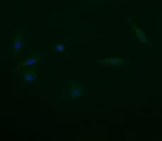 TRAPPC4 / Synbindin Antibody (clone OTI4C3)