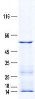 Human C4orf37 Protein (Recombinant His, N-Terminal)