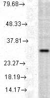 IHC-plus™ HMOX1 / HO-1 Antibody