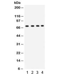 XRCC6 / Ku70 Antibody