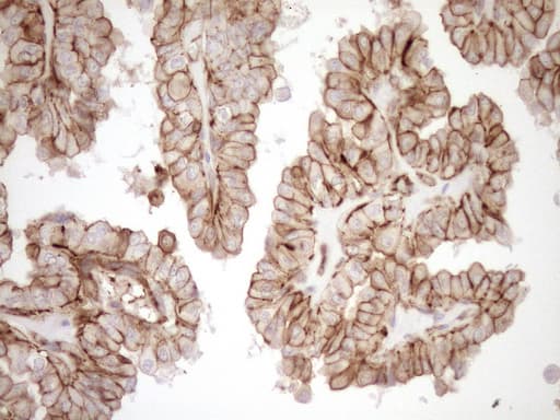EPLIN Antibody (aa1-275, clone OTI7H5)