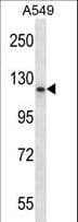 Polyclonal Rabbit anti-Human HPMS1 / PMS1 Antibody (aa694-722, WB)
