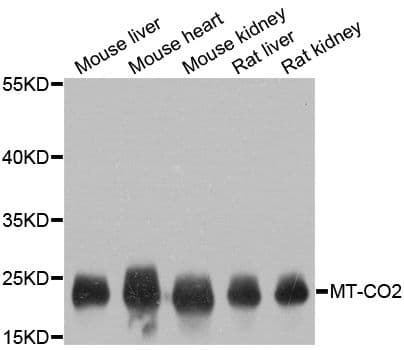 MT-CO2 Antibody