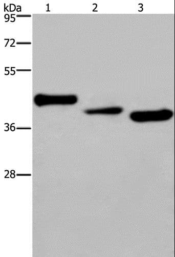CYR61 Antibody