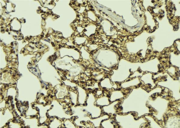 MLH3 Antibody