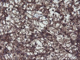 VBP1 Antibody (clone OTI2B12)