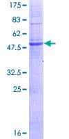 Human MPZL2 Protein (Recombinant GST)