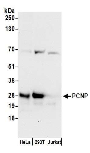 PCNP Antibody (aa1-50)