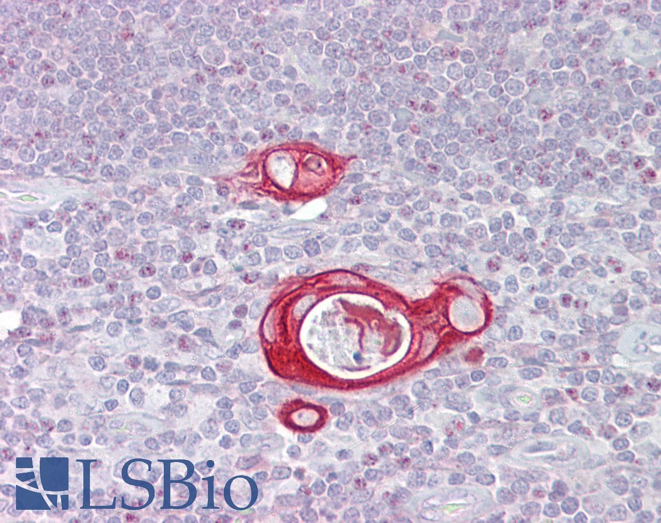 FAIM Antibody (aa35-84)