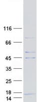 Human COX6A2 Protein (Recombinant Myc-DDK (Flag))