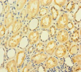 GRHL2 Antibody