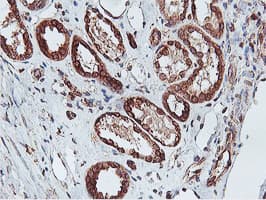 Monoclonal Mouse anti-Human APMAP / C20orf3 Antibody (clone 4F6, Carrier-free, IHC, WB)
