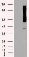 RAD9A / RAD9 Antibody (clone OTI7B11)
