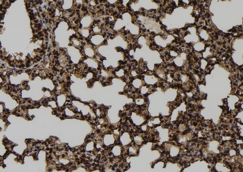 MRFAP1 / PGR1 Antibody