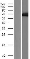 Human PABPC1L Protein (Over-Expression Lysate Myc-DDK (Flag))
